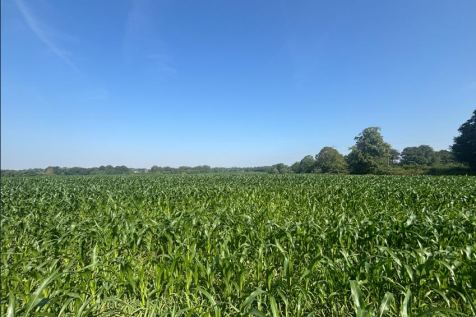Standing Maize
