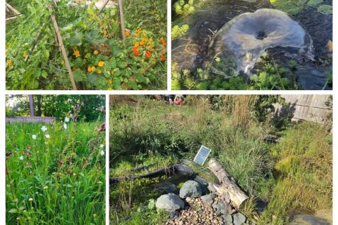 Wildlife Garden