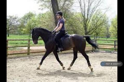 Hyde Park Hiring Horse Stables - 1 Min Walk