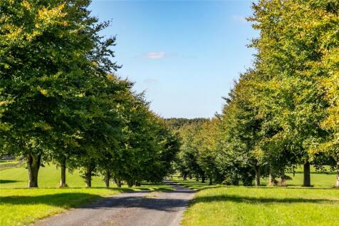 Tree Lined Driveway