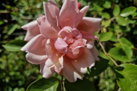 flower.jpg