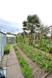 veg patch.JPG