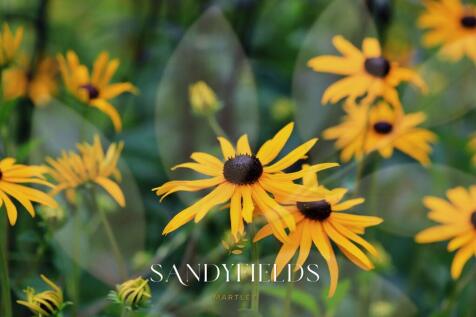 Flowers Sandyfields