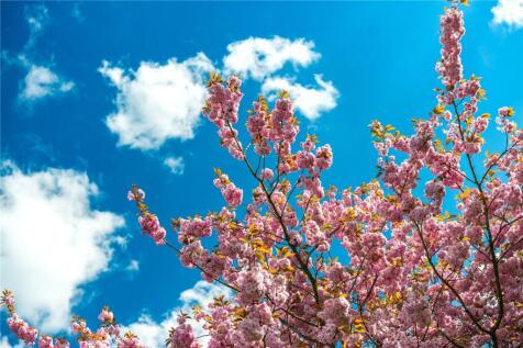 Blossom