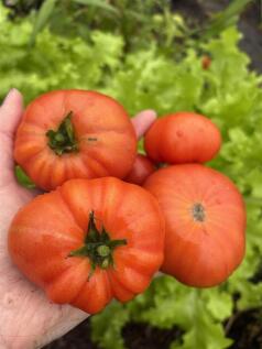 Homegrown veg