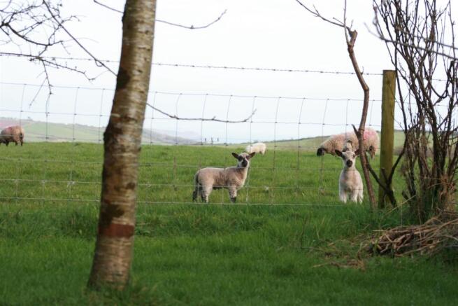 Lambs.jpg