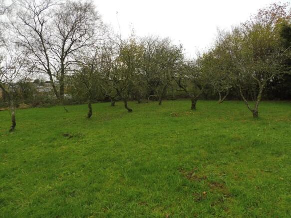 Orchard