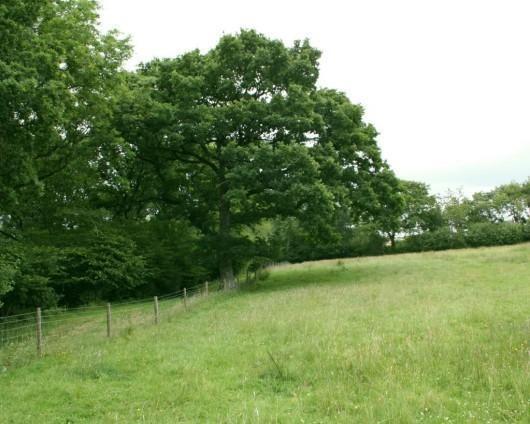 Oak