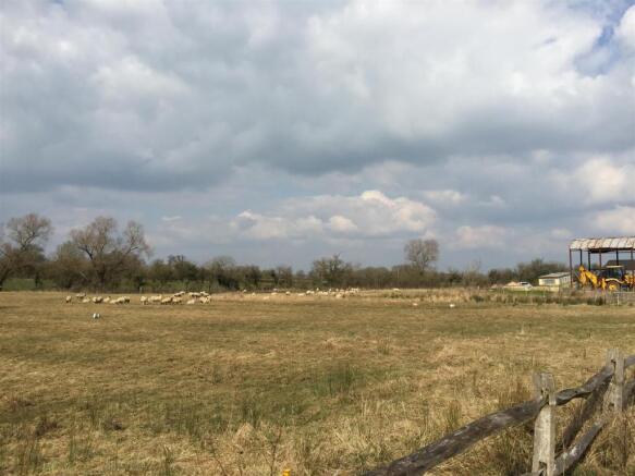 sheep.JPG