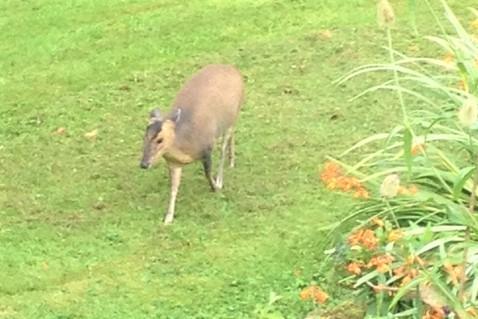 One of the neighbours