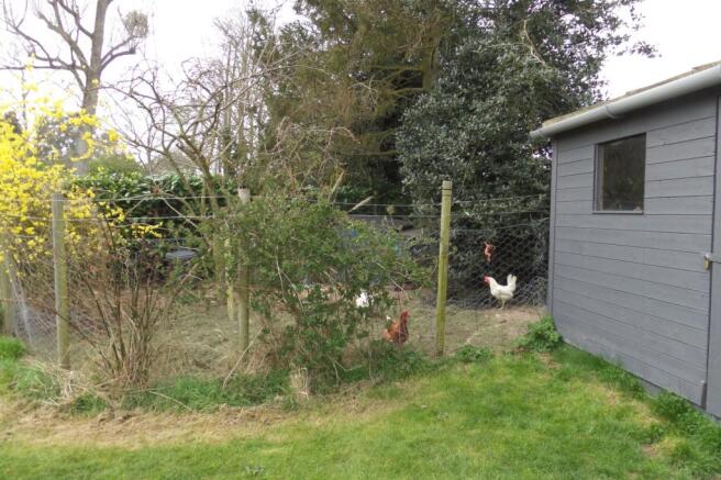 chickens