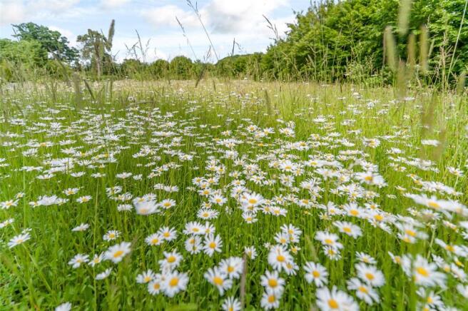 Wildflower Meadow