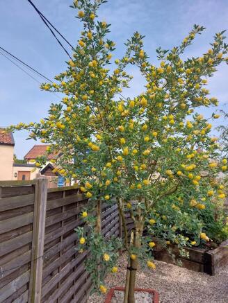 IMG_396163_30_ori...