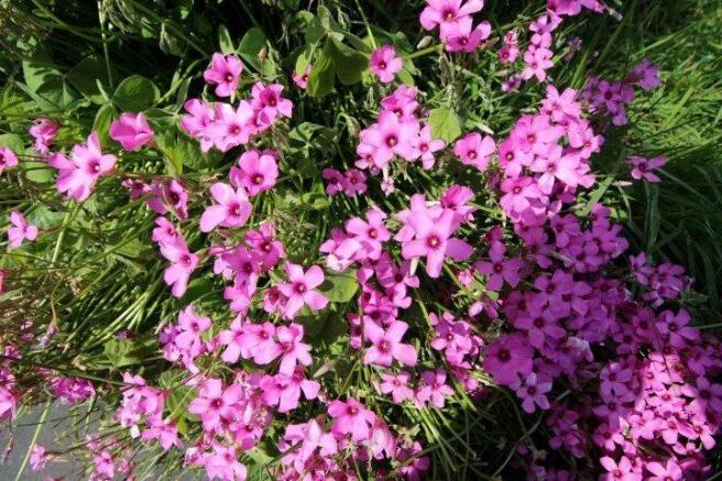 Pretty flowers 