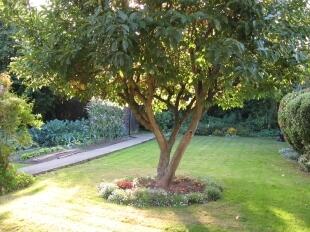 Garden 2