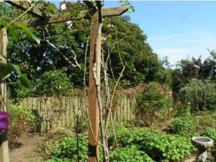 Garden 1