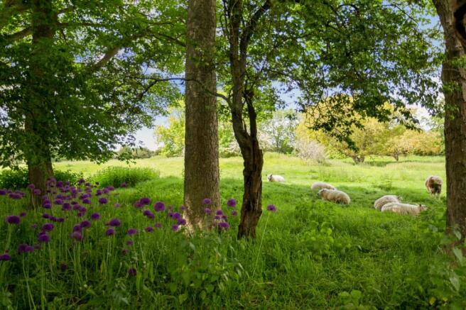 Garden Field Views