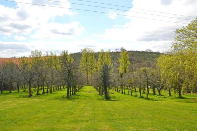 Orchard