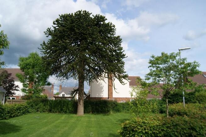 Monkey Puzzle Tre...