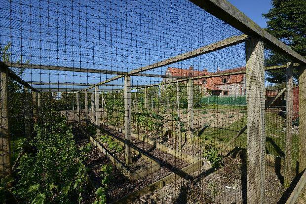 Fruit Cages