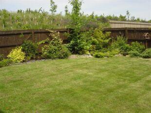 Garden Pic 2
