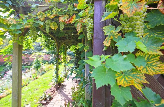Ashton House-Grape Vine