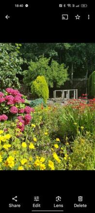 Garden in summer
