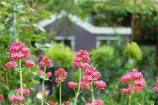 Wendy House