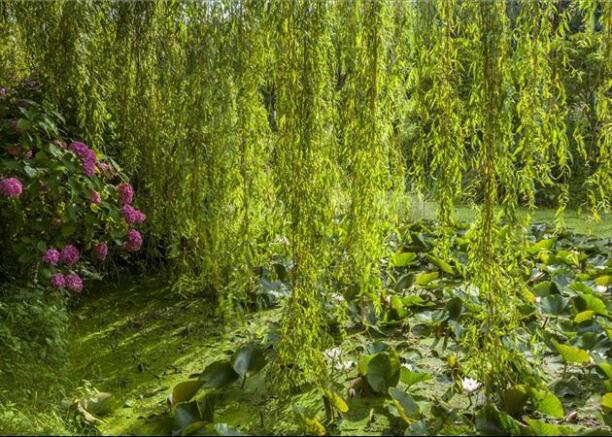Pond