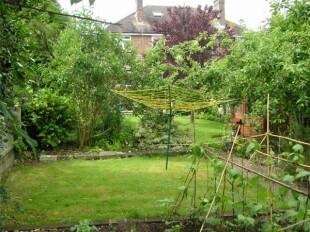 VEGETABLE AREA 1