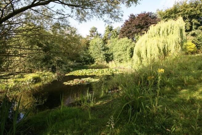 Lilly Pond