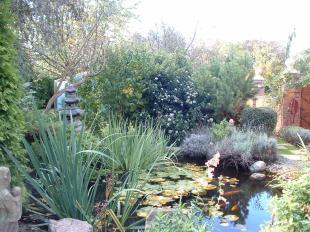 Pond