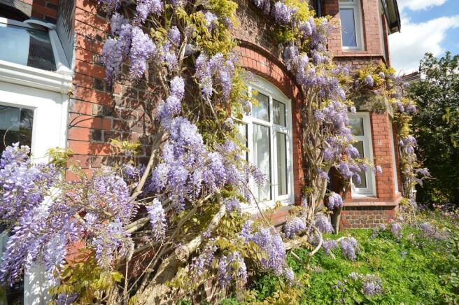 Delightful Wisteria