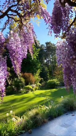 Wisteria In Bloom