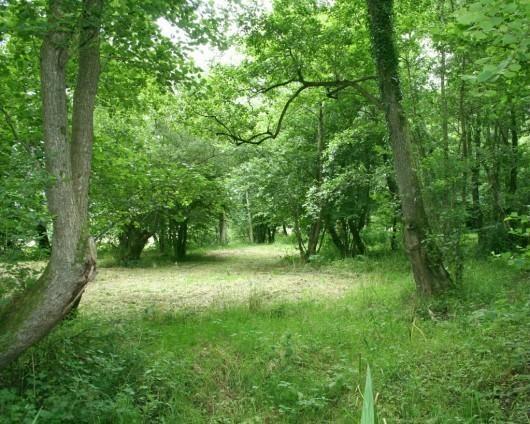 Woodland Walk