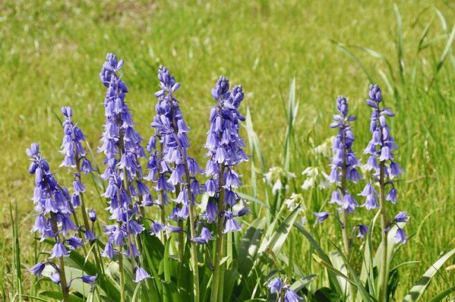 Bluebells
