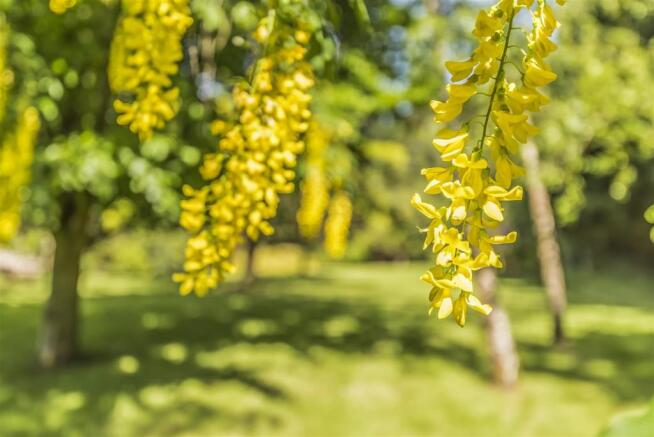 Laburnum