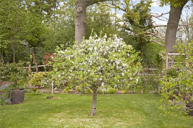 Apple Tree