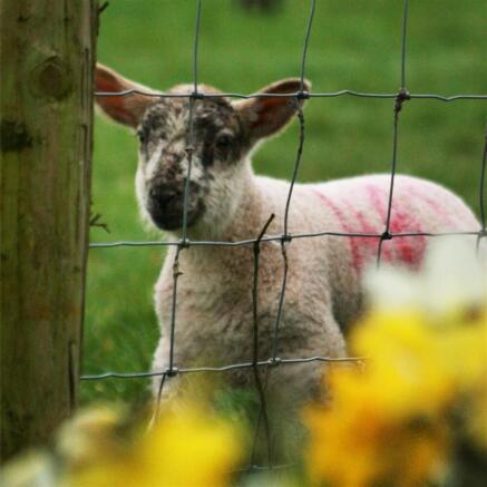 Lamb.jpg