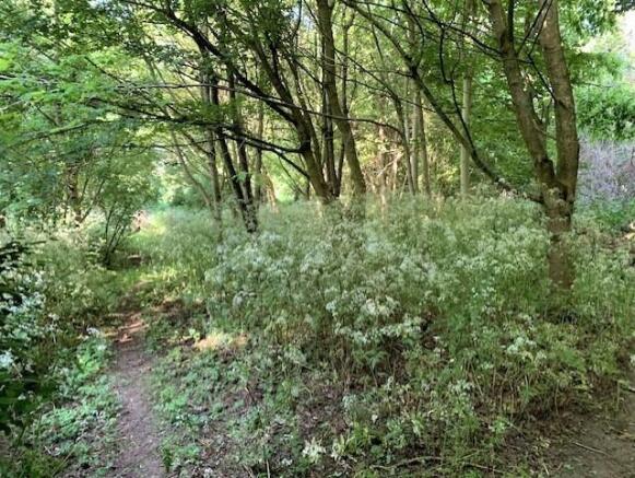 Woodland To Rear Of The House