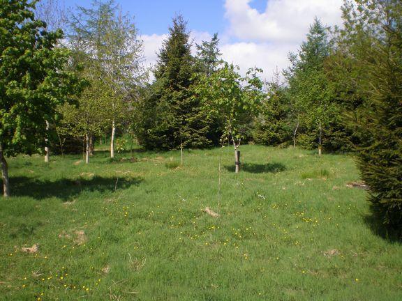 Woodland