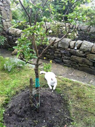 Apple Tree