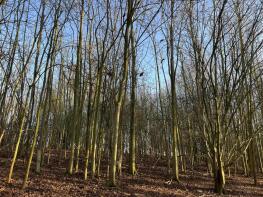 Trunch House, Trunch Hill, Harleston IP20 0AE