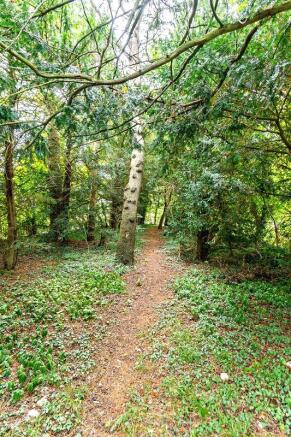 Wooded Copse