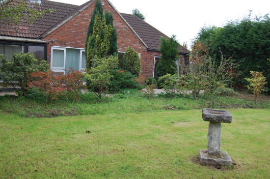 Back Garden