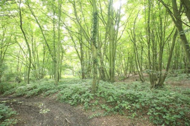 Woodland