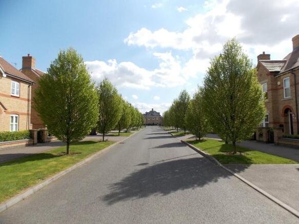 Tree lined drive