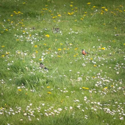 Garden Wildlife
