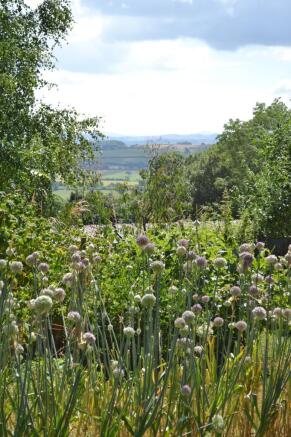 Veg garden
