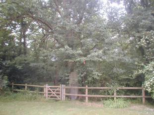 woodland